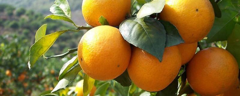 柑橘类水果包括哪些 柑橘类水果包括什么