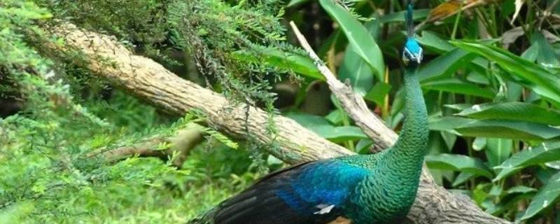 绿孔雀是云南濒危野生动物吗（绿孔雀是几级野生保护动物）