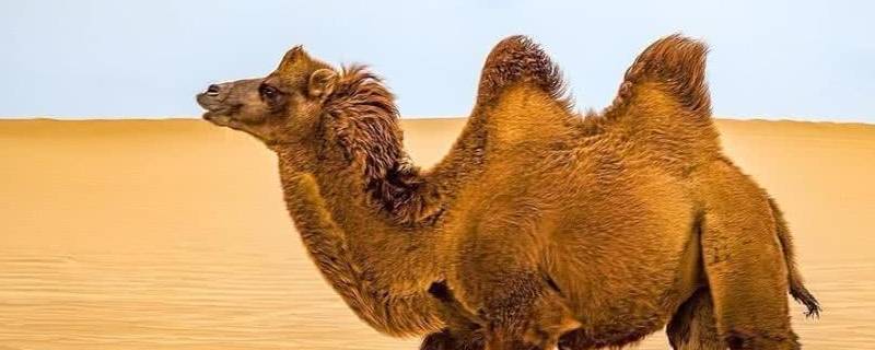 骆驼在沙漠不吃不喝能生存多久（骆驼在沙漠不吃不喝能生存多久视频）