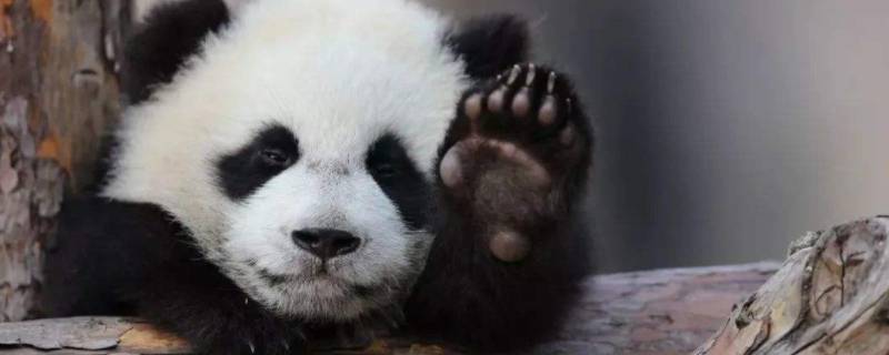 熊猫多重 小熊猫多重