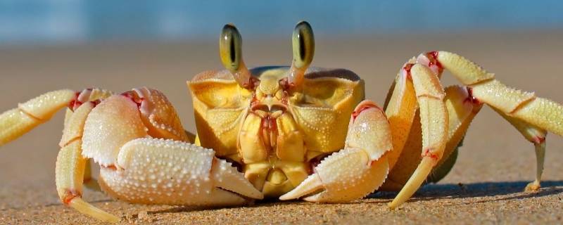 怎么吃螃蟹正确吃法 吃螃蟹正确的方法怎么吃