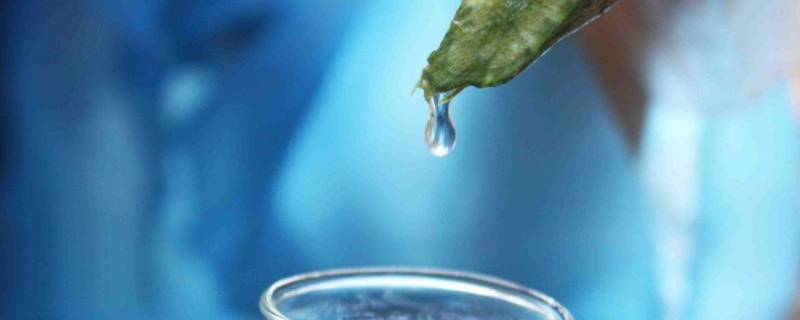 自己接的丝瓜水如何长期保存 自家接的丝瓜水能放多久