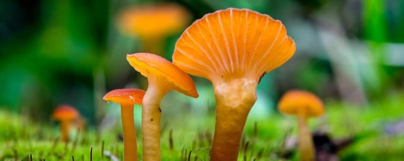 蘑菇炖多久合适 蘑菇可以炖很久吗
