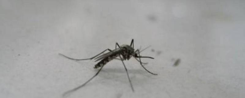 蚊子可以吃吗 蚊子可以吃苍蝇吗