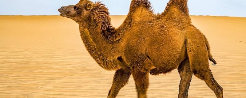 骆驼寿命 骆驼寿命多长