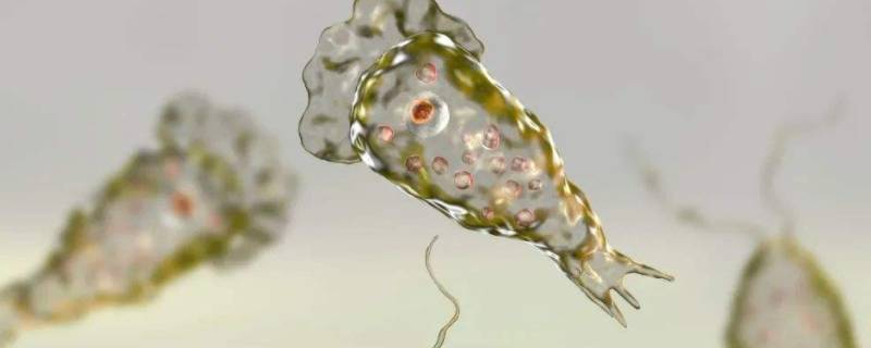 变形虫是单细胞生物吗（衣藻眼虫变形虫是单细胞生物吗）