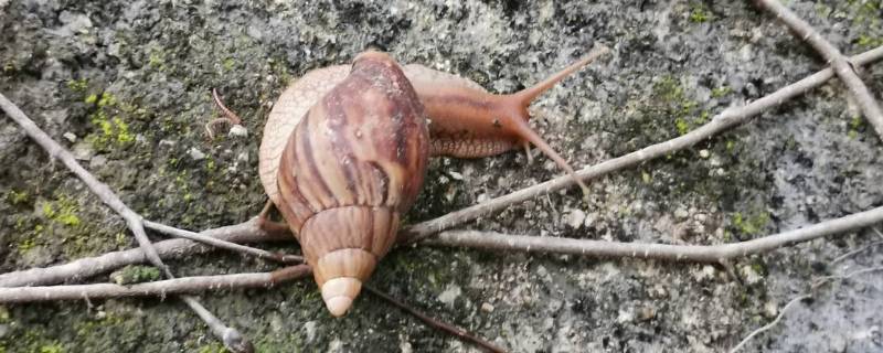 僵尸蜗牛是什么 僵尸蜗牛是什么寄生虫控制的