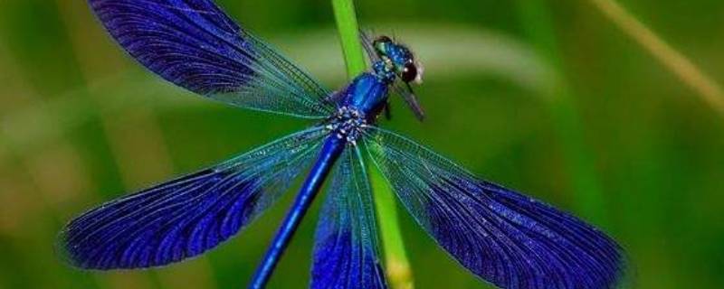 蓝色的蜻蜓稀有吗 绿色的蜻蜓稀有吗