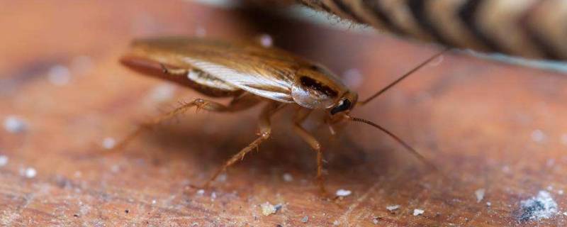 蟑螂的天敌是什么动物 什么动物吃蟑螂蟑螂的天敌