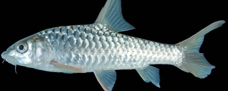 鱼的侧线作用是什么 鱼的侧线作用是什么生物书