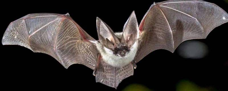 蝙蝠能在夜间飞行的秘密到底是什么 蝙蝠能在夜间飞行的秘密是什么呢