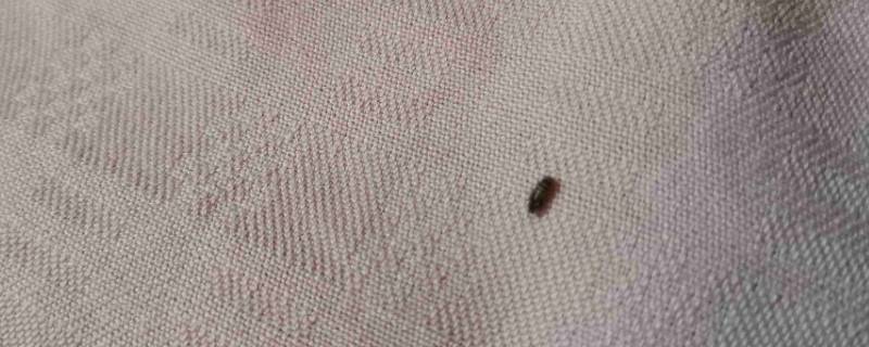床垫上有小虫子有什么解决方法（床垫里有小虫子该怎么办）