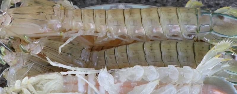 皮皮虾多久能煮熟 皮皮虾一般煮多久能熟