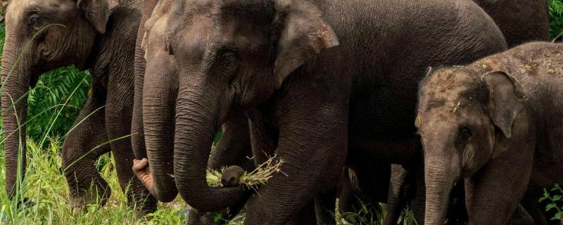 一般情况下亚洲象喜欢独居还是群居 亚洲象群中什么象会离开象群独自生活