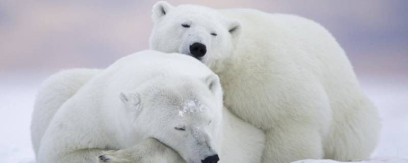 北极熊的家住在哪里 你知道北极熊住在哪里