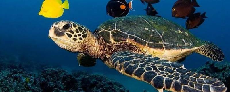 海龟的生活特点 海龟的特点及生活环境