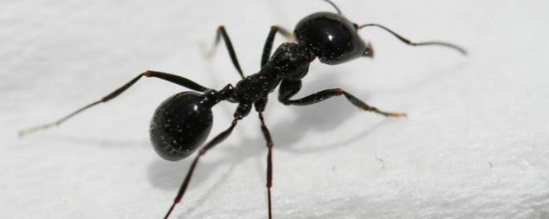 白醋加洗衣粉能杀死蚂蚁吗 白醋加洗衣粉的功效可以去除蚂蚁吗