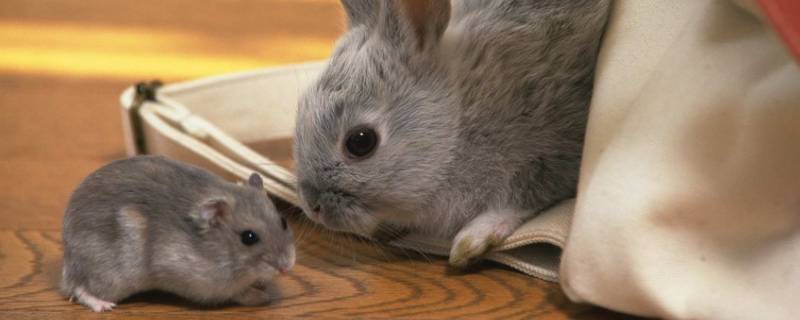 兔子和老鼠是近亲吗 鼠和兔子是不是近亲