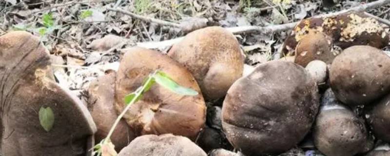 杨树下的蘑菇是什么蘑菇 杨树长什么蘑菇