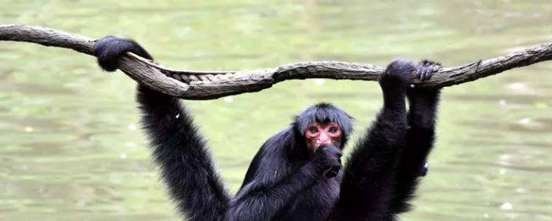 黑蜘蛛猴的尾巴有什么作用 蜘蛛猴的尾巴作用是什么