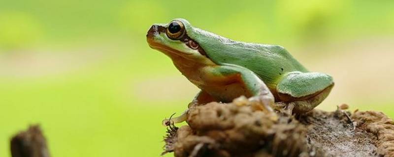 树蛙是几级保护动物（树蛙是几级保护动物可以养吗）
