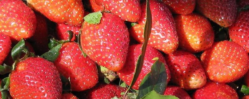 十月份有草莓吗 十二月份有草莓吗