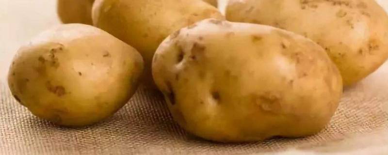 土豆怎么放不发芽 土豆怎么放不发芽不发青