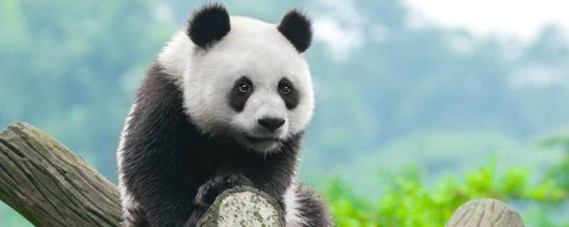 大熊猫现在是几级保护动物 大熊猫现在是几级保护动物?