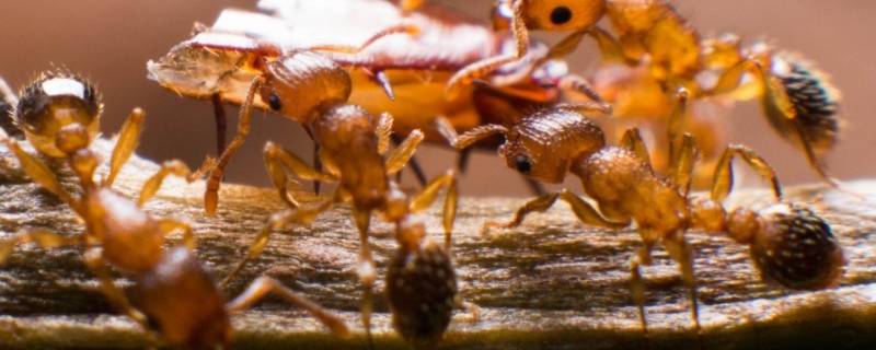 家里有小黄蚂蚁怎么能彻底消灭 家里有小黄蚂蚁怎么能彻底消灭它