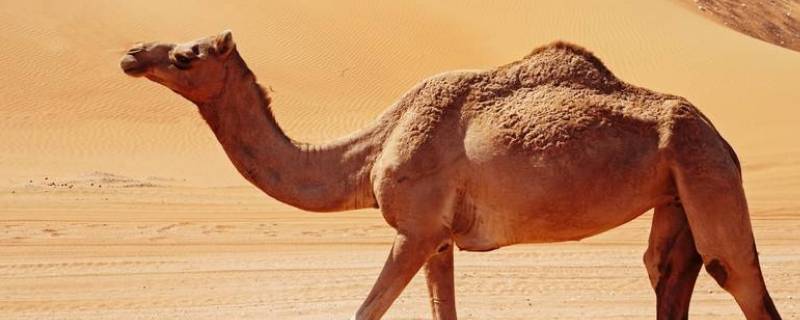 骆驼种群在中国的哪儿 骆驼群体在中国哪里