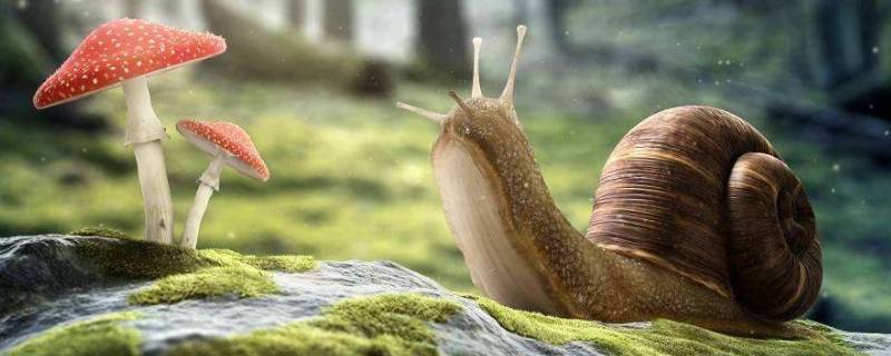 蜗牛能活多久（路边捡的蜗牛能活多久）