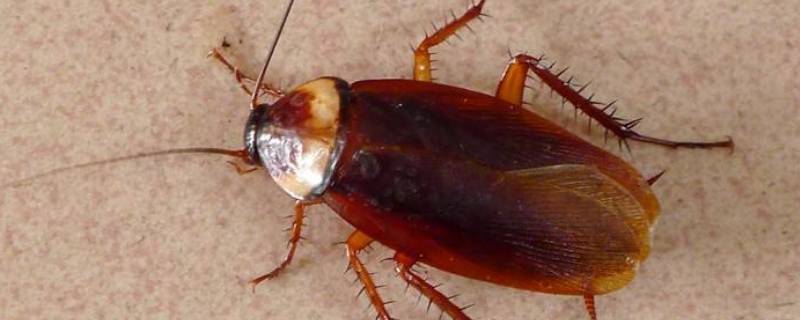 家里发现蟑螂空壳是不是死了 空壳蟑螂是怎么回事