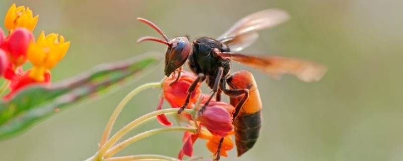 马蜂吃蜜蜂吗 马蜂吃花蜜吗