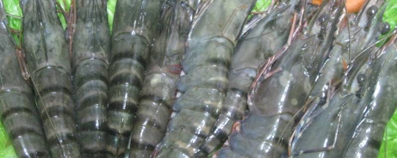 汪子虾是河虾还是海虾 海水虾和汪子虾是一种吗