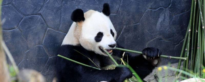 大熊猫基地在成都哪个区 成都大熊猫基地具体位置