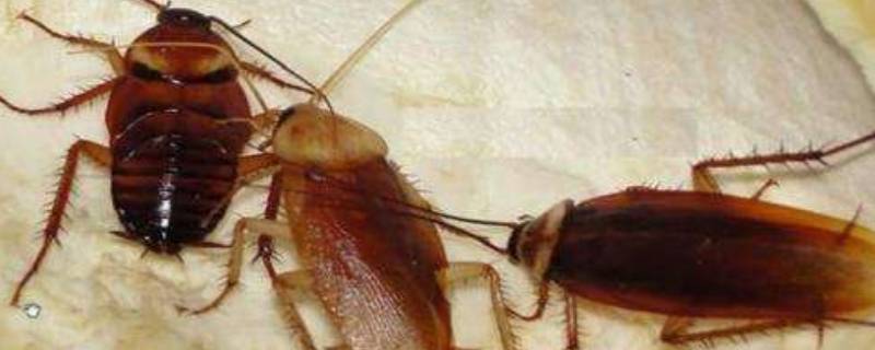 家中出现蟑螂应该如何处理 家中出现蟑螂应该如何处理 蚂蚁庄园