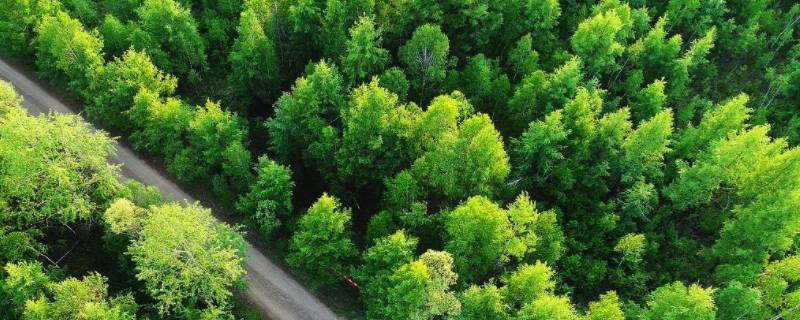 森林碳汇是指什么 森林碳汇是指什么填空题