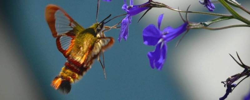 蜂鸟鹰蛾是国家二级保护动物吗 蜂鸟鹰蛾是稀有物种吗