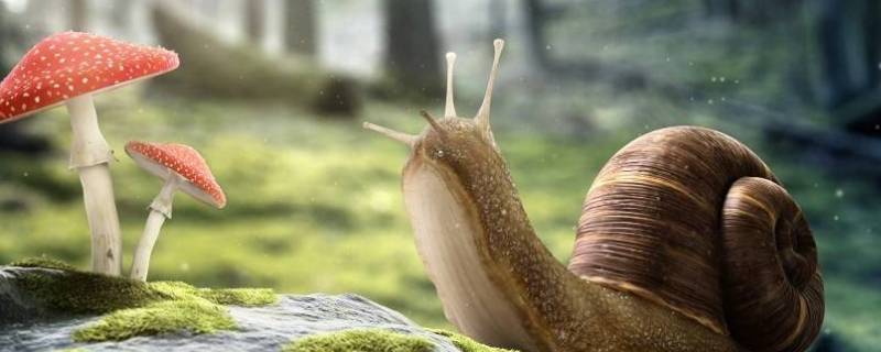 蜗牛有嗅觉和味觉吗 蜗牛有嗅觉和味觉吗?米醋