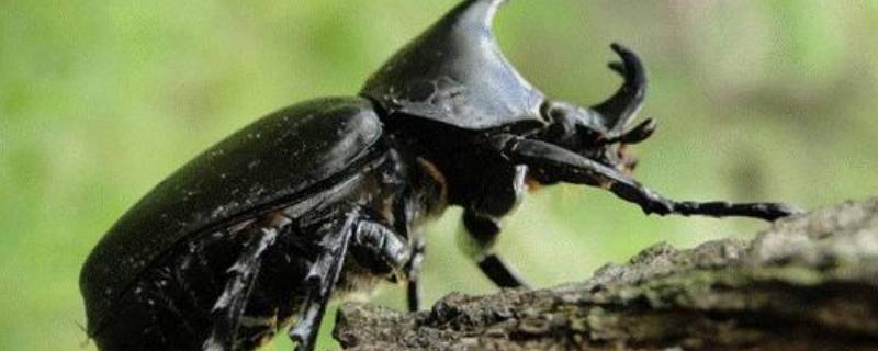 蜣螂的生活习性 蜣螂的特点和生活特征