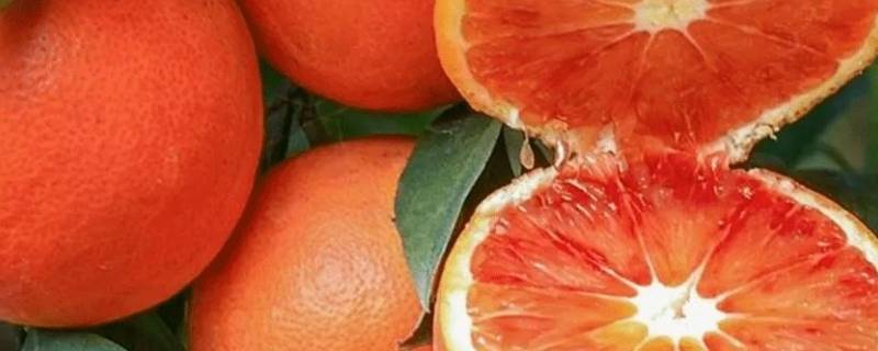 血橙是几月份的水果 中华红血橙是几月份的水果