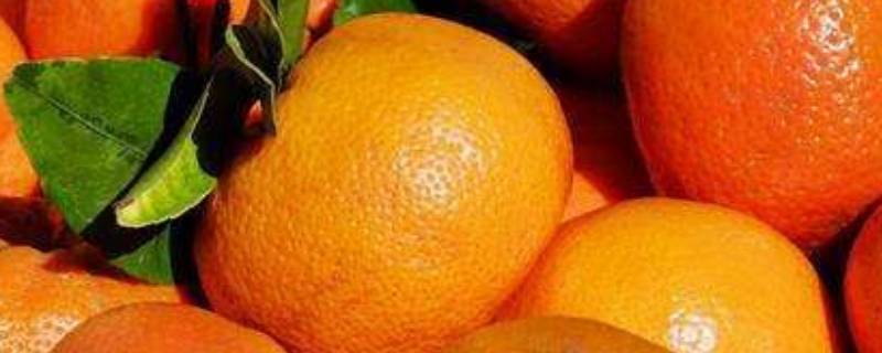 橘子各个部位的名称（橘子有哪些部位组成）
