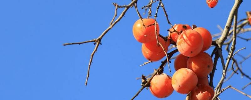 水柿和脆柿有什么区别 水柿是脆柿吗