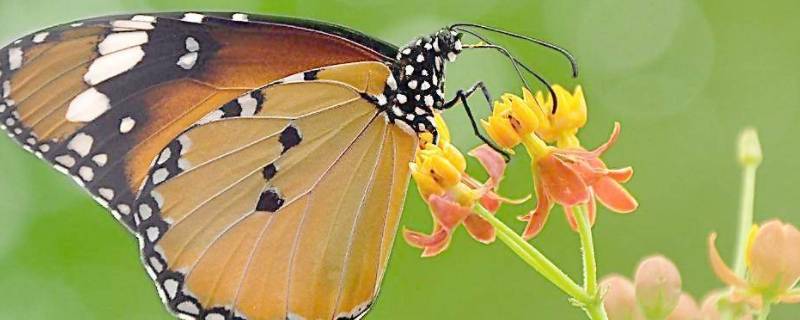 蝴蝶的演变过程 蝴蝶的演变过程简笔画图片