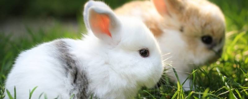 兔子的外形 兔子的外形特点描写