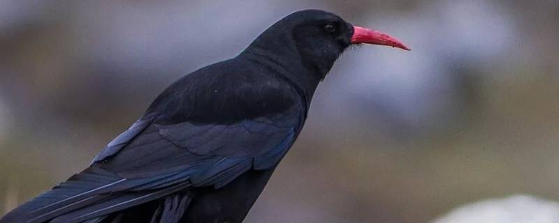 松赞林寺的黑鸟是什么 松赞林寺盘旋的黑鸟