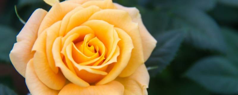 黄玫瑰花语的准确意思 黄玫瑰花语是