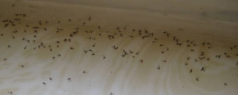 家里很多小飞虫怎么办 夏天家里很多小飞虫怎么办