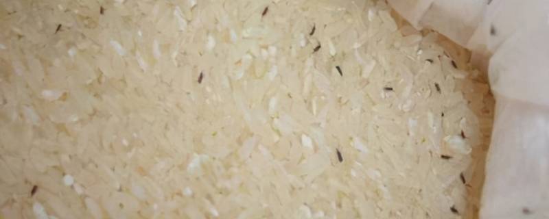 大米生虫子怎么处理干净 大米生虫子怎么处理?