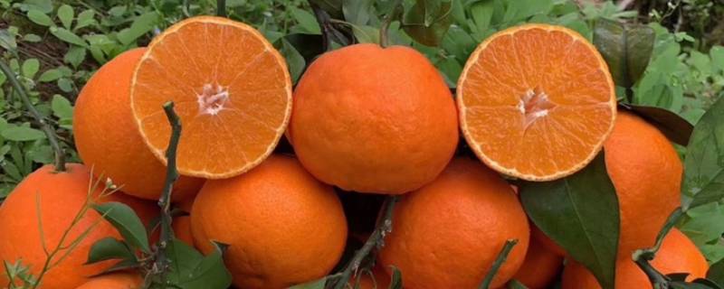 果冻橙几月份成熟 果冻橙几月份成熟上市